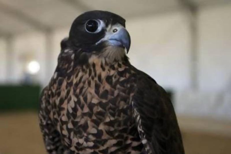 Gyr peregrine falcon at the Abu Dhabi Falconry Competitions 2012 at Al Wathba. Ravindranath K / The National