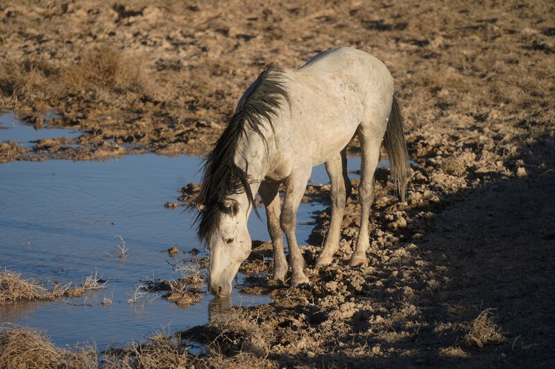Free-ranging wild horses are suffering from the record drought in the US. AP