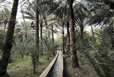 Shahid Iqbal, a date farm worker from Pakistan, climbs up a palm tree over a fresh water canal based on the "Falaj" traditional irrigation system at the Al Qattara Oasis in the city of Al Ain, United Arab Emirates, on Tuesday, March 10, 2015. In 2011, UNESCO named Al Ain as a world heritage site because of its oasis, its Falaj irrigation and its historical and archaeological significance. (AP Photo/Kamran Jebreili)