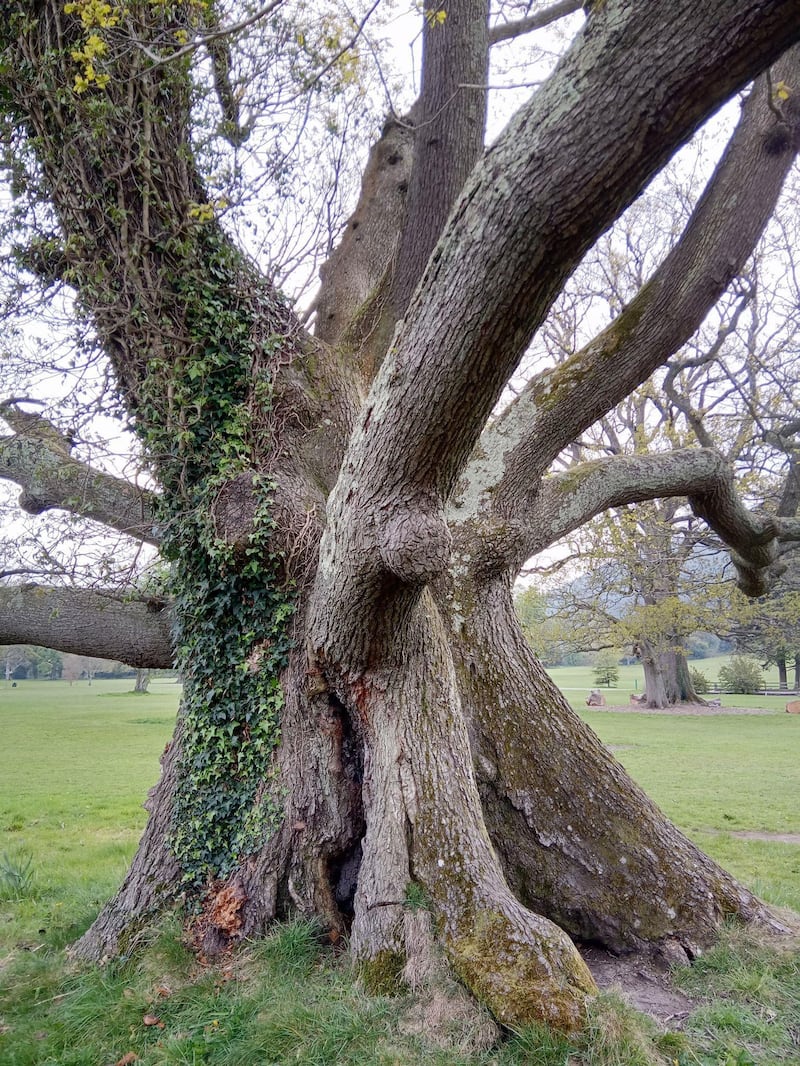 Kilbroney Oak in County Down, Northern Ireland.