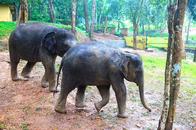 14 Oct 2017 - Kottoor,  Kerala - INDIA
Elephants at the Elephant Rehabilitation centre at Kottoor , Kerala.

(Subhash Sharma for The National)