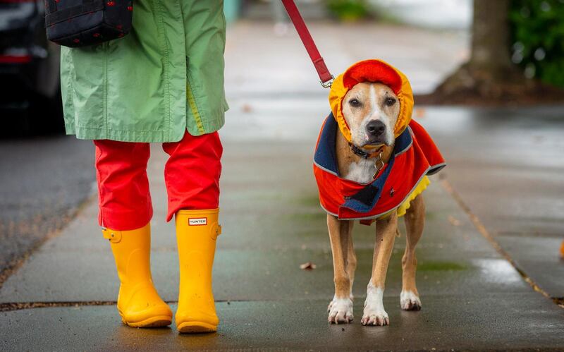 A dog walks in the rain in Eugene, Oregon. AP Photo