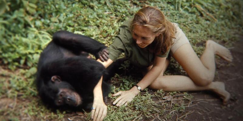 Primatologist Jane Goddall is the star of Imagine's opening film