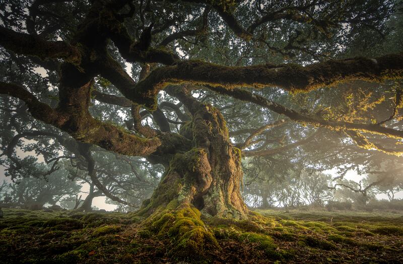 Honourable Mention, Plants and Fungi, Cristiano Xavier, Brazil. An old tree of Madeira Island light painted in a foggy evening.