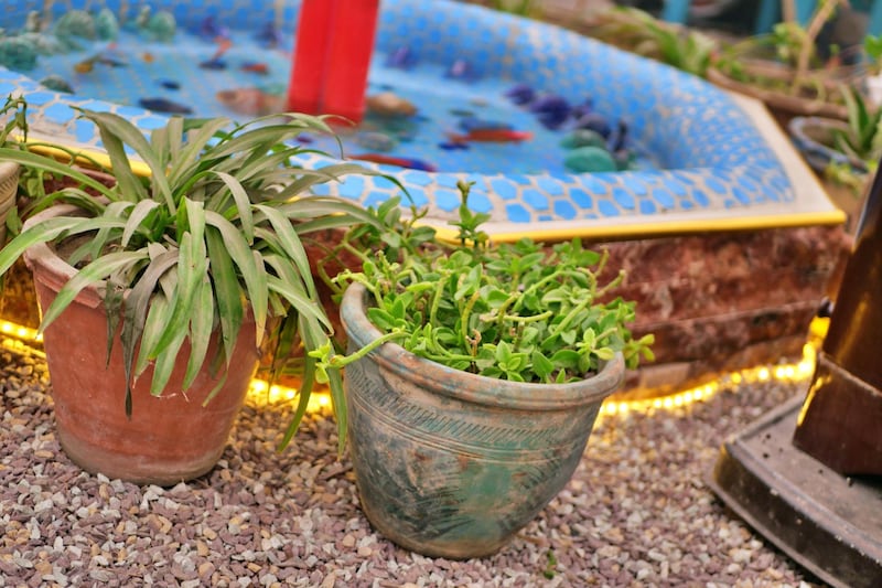 Pictured: Plant pots fill Taj Begum's garden room as a roaring stove heats it. A tiny pond is filled with ornaments and swimming goldfish.
Photo by Charlie Faulkner