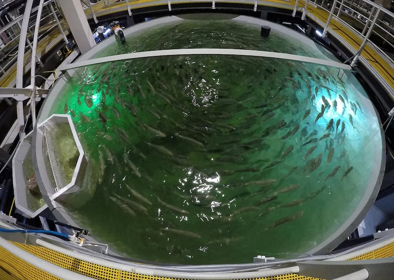 DUBAI , UNITED ARAB EMIRATES , March 27 – 2019 :- Tank of Salmon fishes at the Fish Farm in Jebel Ali Free Zone in Dubai. ( Pawan Singh / The National ) For Business/Instagarm/Big Picture. Story by Sarah
