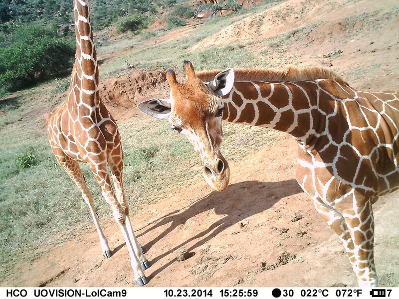 A giraffe makes eyes at the camera. Lolldaiga Hills / ZSL