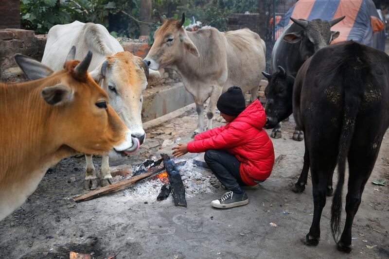 A person warms himself near a fire sitting next to cows in Prayagraj, India, Monday, Dec. 30, 2019. Opaque, chilly smog blanketed northern India on Monday as low temperatures collided with hazardous levels of air pollution. Across many cities in the region, including New Delhi, the capital, visibility was reduced to 200 meters (218 yards), according to the India Meteorological Department. (AP Photo/Rajesh Kumar Singh)