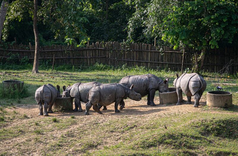 Rhino calves feed at the Centre for Wildlife Rehabilitation and Conservation at Bokakhat, Assam, India. AP Photo