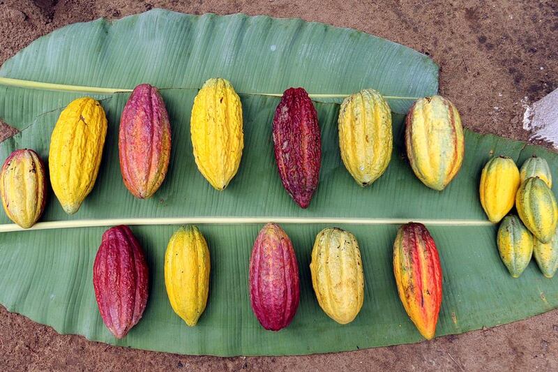 Different varieties of cocoa being grown in Peru. Poor farmers in the Peruvian jungle find in chocolate production a development tool and an alternative to coca cultivation. Cris Bouroncle / AFP