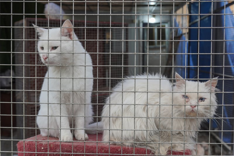 The shelter now houses 75 cats and 14 dogs.