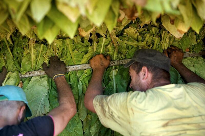 Workers load ripe tobacco leaves on to a stove for drying during the tobacco harvest. Pablo Blazquez Dominguez / Getty Images