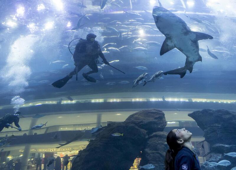 Divers at the Dubai Aquarium and Underwater Zoo are studying sharks to better understand their breeding patterns and ensure the species’ future.  The National