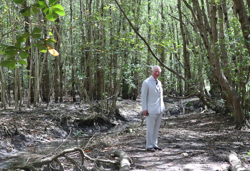 King Charles visited the threatened mangrove swamps in St Vincent and Grenadines in the Caribbean in 2019, when he was still the Prince of Wales. Getty Images
