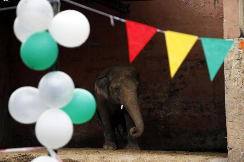 Kaavan will be supported by vets and Four Paws after his move to Cambodia.  EPA