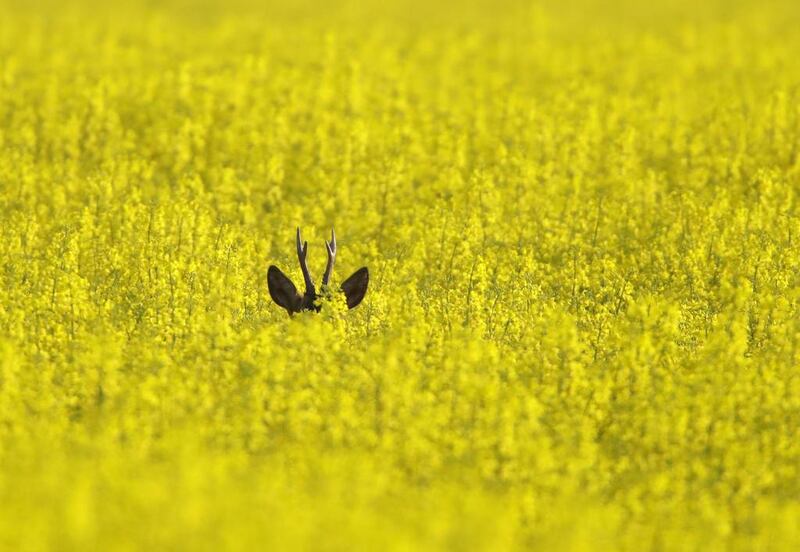 A deer rests in a rapeseed field in the Belarussian countryside. Sergei Grits / AP Photo