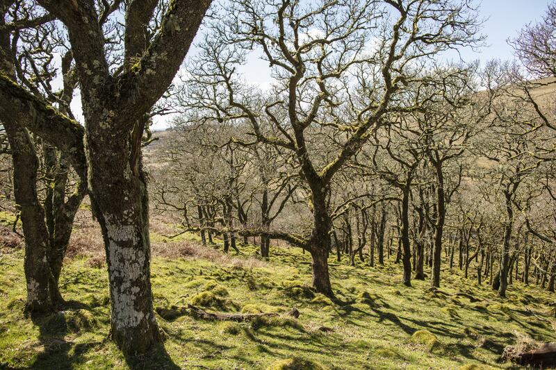 An Atlantic oak woodland stands at Piles Copse in Dartmoor, England. PA