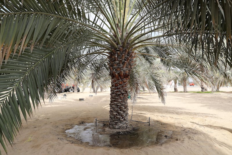 The field experiments were carried out to give decision-makers advice on how to best balance the requirements of palm farmers against the need to conserve water.