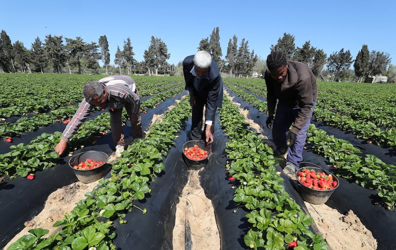 Farmers harvest strawberries in Korba, south of Tunis. EPA