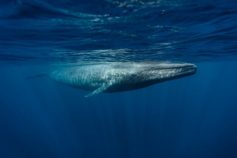 A blue whale off the coast of Sri Lanka. Getty