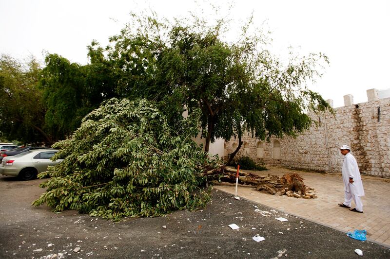 Sharjah, April 7, 2013 - Yahya Zakir surveys a fallen tree left after yesterday's storm near his jewlery shop in the Heart of Sharjah, April 7, 2013. (Photo by: Sarah Dea/The National)