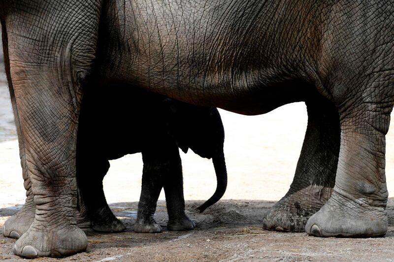 The newborn elephant calf 'Gus' stands under his mother 'Sabie' in the zoo of Wuppertal, western Germany.  AFP
