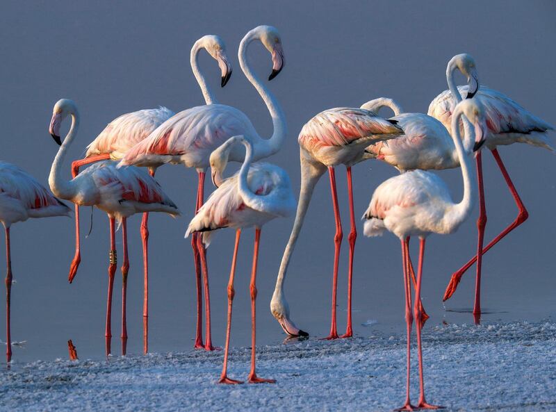 Abu Dhabi, United Arab Emirates, August 6, 2020. 
 Al Wathba Wetland was declared a reserve in 1998 by Sheikh Zayed, the Founding Father.
It was established as a protected area following the first successful breeding of flamingos.
Victor Besa /The National
Section: NA
For:  Standalone/Big Picture