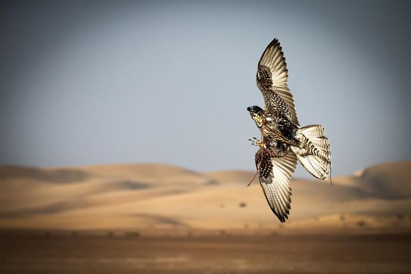 The photography was commissioned for the Falcons of Arabia book, which is published by Professional Sports Group and will be launched at the Abu Dhabi Book Fair on May 8.