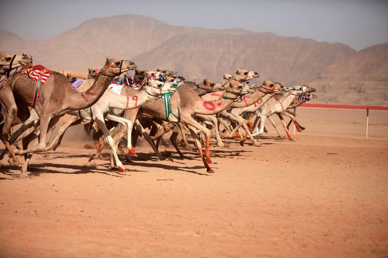 Jordanians race their camels in front of  Emirati Sheikh Sultan Bin Hamdan Bin Zayed Al Nahyan, President of the Arab Camel Racing Federation and with the presence of Prince Asem Bin Nayef, Vice President of the Jordan Royal Equestrian Federation, during the annual camel race in its second and final day on Friday November 3, 2017 that takes place at the Sheikh Zayed al Nahyan track in Wadi Rum, Jordan. (Salah Malkawi for The National)