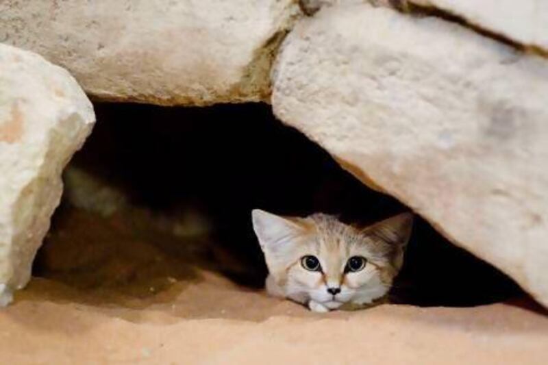 A Sand Cat (Felis margarita) at Al Ain Zoo. Lauren Lancaster / The National
