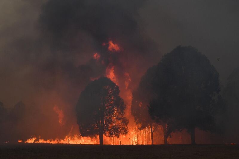 Smoke and flames rise from burning trees as bushfires hit the area around the town of Nowra in the Australian state of New South Wales. AFP