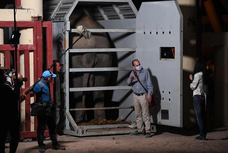 Cher reacts as the crate containing Kaavan the Asian elephant is opened for his release into his new home in the Kulen Prom Tep Wildlife Sanctuary in Oddar Meanchey Province. AFP