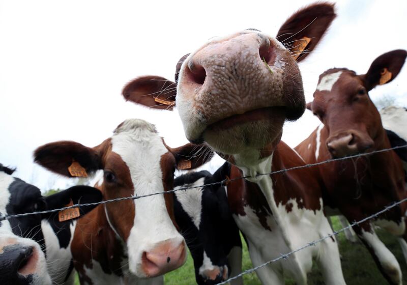 Inquisitive cows stand at a fence near the village of Eghezee, Belgium. Reuters