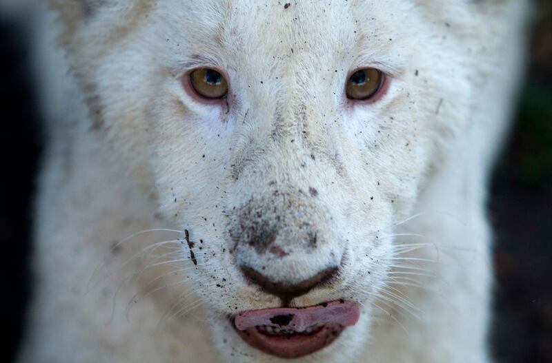 One of a pair of four-month-old white lion cubs rests inside the cubs' enclosure at the Altiplano Zoo in Tlaxcala, Tuesday, Aug. 7, 2018. The zoo's director Cesar Toriz says the cubs are gaining weight, now about 44 pounds and 23 inches long and eat chicken and milk. (AP Photo/Rebecca Blackwell)