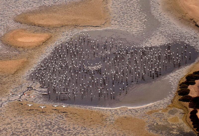 Flamingos gather at Dubai Creek in Dubai. AFP