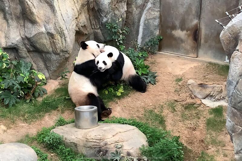 Giant pandas Ying Ying and Le Le before mating at Ocean Park in Hong Kong. Stuck at home with no visitors and not much else to do, a pair of pandas in Hong Kong finally decided to give mating a go after a decade of dodging the issue. AFP