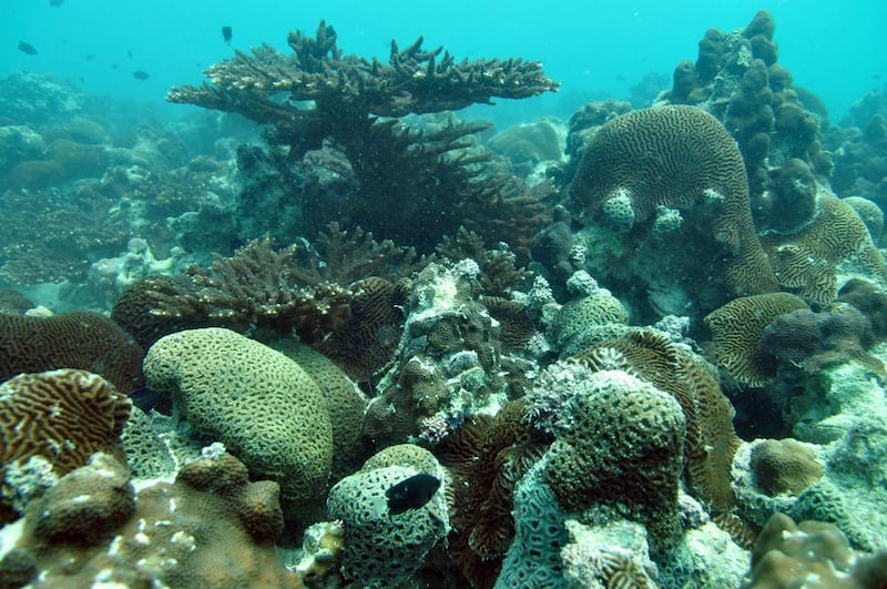 Ras Ghanada is considered one of the UAE’s most important reefs and is being monitored for coral bleaching. Photos courtesy John Burt