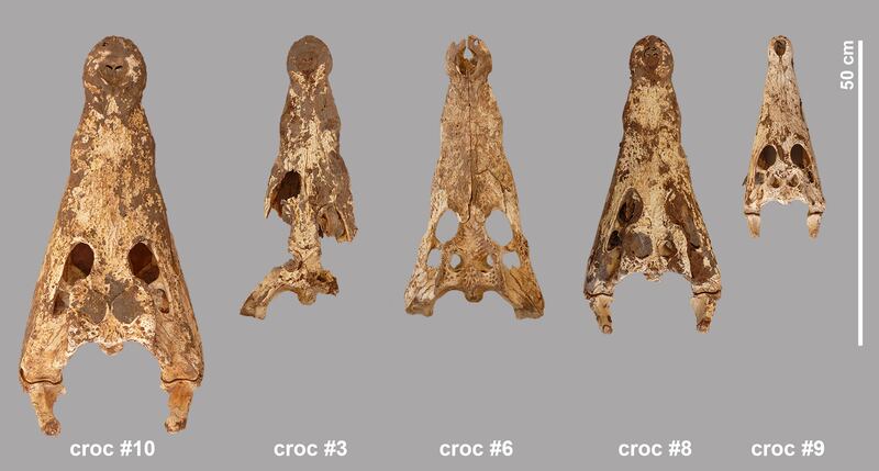 Five isolated skulls. From these it was calculated that the crocodiles were between 1.85m and 3.33m long. Photo: Bea De Cupere, RBINS