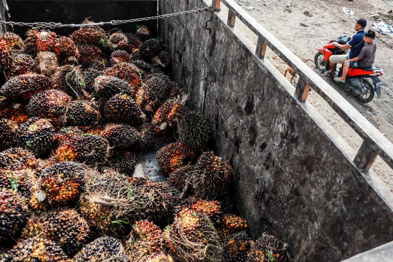 People ride past a truck loaded with freshly harvested palm fruits at a palm oil plantation in Deli Serdang, Indonesia. The country has lifted a ban on palm oil exports after trying to  control cooking oil prices in the domestic market. EPA 