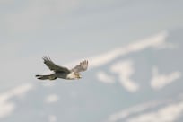 UAE scientists to study impact of climate change on falcons in the Arctic