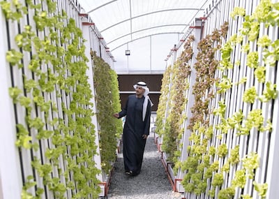 ABU DHABI, UNITED ARAB EMIRATES. 13 FEBRUARY 2020.
Hamed Ahmed Al Hamed, Founder and CEO of Gracia Farms in Al Shahama. Gracia uses hydroponic and NGS systems.
(Photo: Reem Mohammed/The National)

Reporter:
Section: