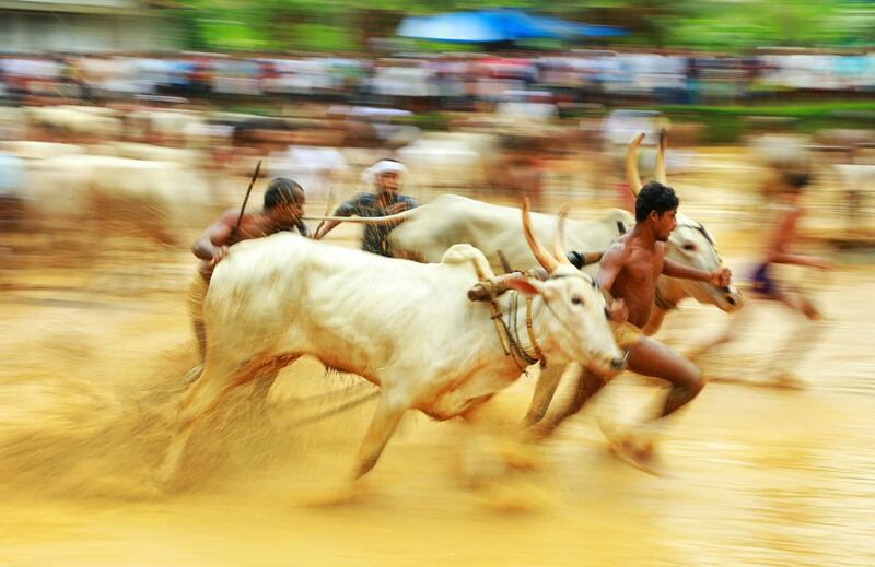 Indian men race oxen in a paddy field during the 'Oorchatheli' festival in Kozhikode in the Indian state of Kerala. AFP