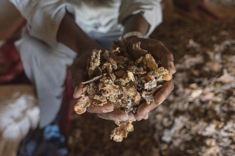 A frankincense trader holds a handful of raw gum near Gudmo, Somaliland. Harvesting frankincense is risky. The trees can grow high on cliff edges, shallow roots gripping bare rock slithering with venomous snakes.