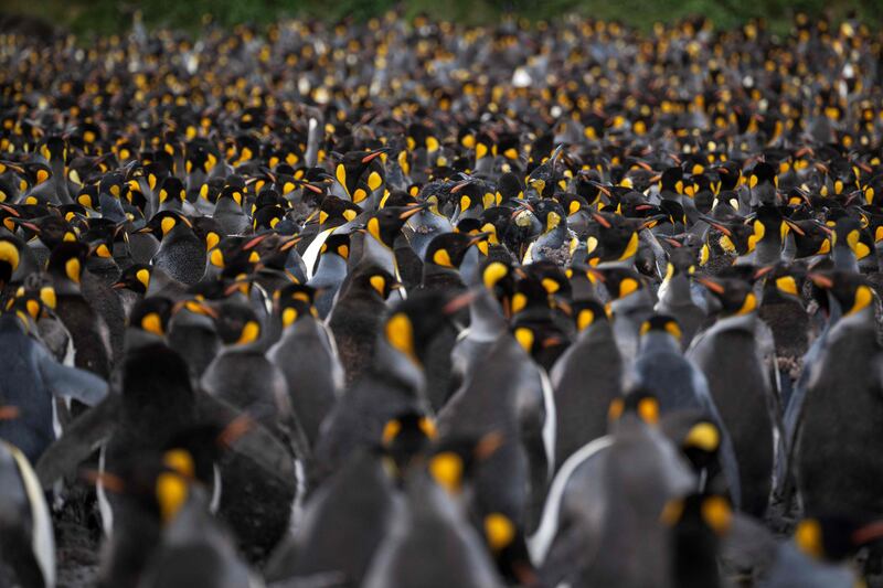 Standing room only for these king penguins on Desolation Island