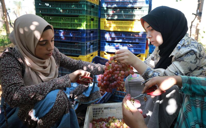 epa09270271 Workers collect grapes during a harvest at the farm in Khatatba al-Minufiyah Governorate in Egypt, 14 June 2021. Table grape of this farm is exported to the EU countries, mainly Germany, England and Netherlands.  EPA-EFE/KHALED ELFIQI *** Local Caption *** 56967348