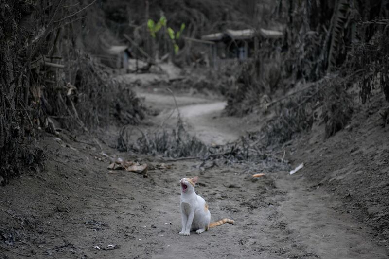 A cat sits in a lane between ash-covered trees and buildings from the eruption of the Taal volcano. The threat of the Philippines' Taal volcano unleashing a potentially catastrophic eruption remains high. AFP
