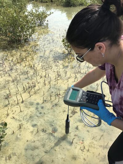 A researcher takes samples for the American University of Sharjah-led study. Courtesy: American University of Sharjah