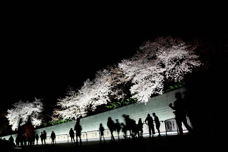 Visitors walk among cherry blossoms at night in Washington. AFP