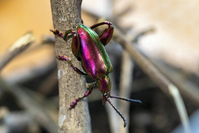 Dubai, United Arab Emirates - July 03, 2019: Frog legged beetle. The Green Planet for Weekender. Wednesday the 3rd of July 2019. City Walk, Dubai. Chris Whiteoak / The National