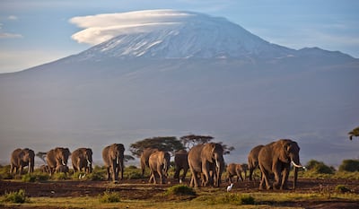 Fly to Nairobi with Air Arabia Holidays to spot elephants and more at Amboseli National Park in southern Kenya. AP